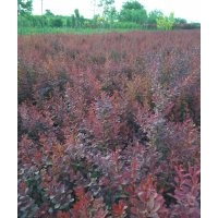 紅葉小檗基地,河北大量紅葉小檗出售,紅葉小檗價格