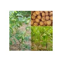 大量供應優(yōu)質(zhì)山西運城薄皮核桃