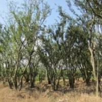 苗圃移植胸徑20公分樸樹價格 18公分樸樹價格