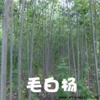 【主營(yíng)】毛白楊，國(guó)槐，法桐，白臘，107，椿樹榆樹速生柳