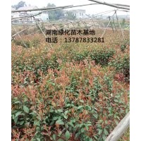 包成活,百萬棵湖南紅葉石楠苗木現(xiàn)貨直銷