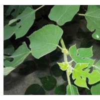 構(gòu)樹價格10公分構(gòu)樹15公分構(gòu)樹價格