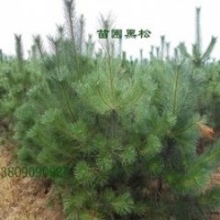 黑松，大小規(guī)格黑松，雪松，龍柏