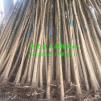 4公分國槐價格，4公分國槐(圖)