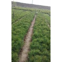 白皮松價(jià)格，白皮松基地