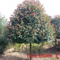 供應(yīng)高桿紅葉石楠 南京高桿紅葉石楠 高桿紅葉石楠批發(fā)價格