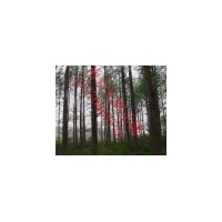 供應水杉 南京水杉 水杉批發(fā)價格