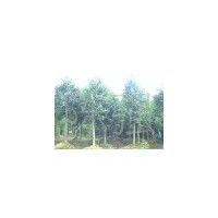 供應(yīng)深山含笑 南京深山含笑 深山含笑批發(fā)價(jià)格