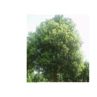 供應(yīng)烏桕 南京烏桕 烏桕批發(fā)價(jià)格 烏桕價(jià)格