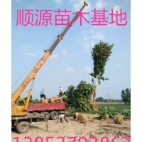 12公分法桐價(jià)格10公分法桐樹葉圖片