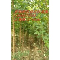 三角楓，土石楠（獨(dú)本/叢生）紫薇，曰本櫻花