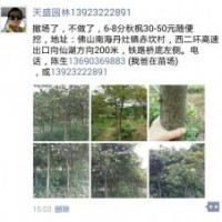 撤場秋楓6-8分地苗 30-50元隨便挖 ，地點佛山南海