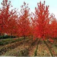 供應(yīng)1-3公分美國紅楓