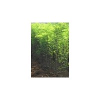【刺槐苗價(jià)格 刺槐苗專賣】