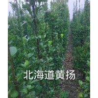 供應北海道黃楊、雪松、香花槐、大葉女貞