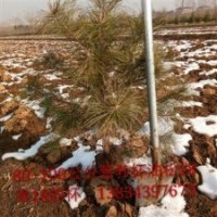 1米營(yíng)養(yǎng)杯油松價(jià)格？山西哪里有1-2米油松？