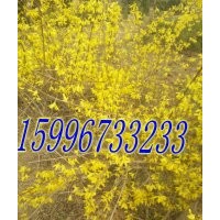 40公分連翹價(jià)格，50公分連翹價(jià)格
