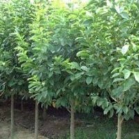 山西常年供應(yīng)15公分白玉蘭價(jià)格 白玉蘭基地