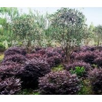 供應(yīng)小桂花、單桿紅葉石楠、紅花繼木球、無患子、欒樹
