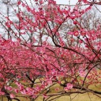 批發(fā)供應紅梅和骨里紅梅，規(guī)格齊全、價格低