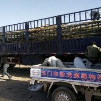 供應(yīng)新疆楊￥求購新疆楊￥新疆楊基地￥河北楊、青楊、毛白楊