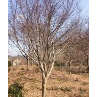 供應(yīng)，紅楓，垂絲海棠，白玉蘭，廣玉蘭，紫薇