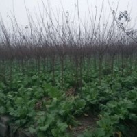 成都紅梅基地紅梅價格低處理