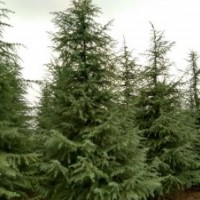 2米雪松價(jià)格在南京多少錢一顆？