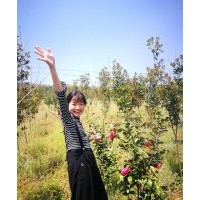 供應(yīng)櫻花、茶花，基地直銷