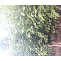 大量出售玉蘭，電話15966192988質(zhì)量一級