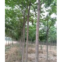 供應(yīng)8公分梓樹
