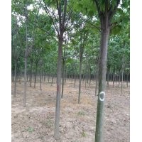 供應(yīng)10公分楸樹