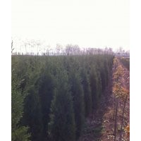 塔柏價格—綠化苗木塔柏價格—苗圃塔柏價格