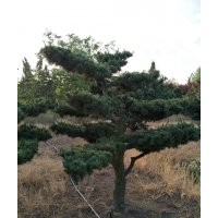 五針?biāo)?/></a>
<div><a href=
