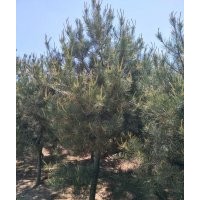 白皮松2-3-4米