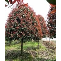 紅葉石楠