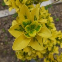 紅楓種苗彩葉北海道黃楊批發(fā)銷售