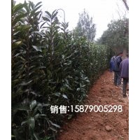 江西省南昌市法國(guó)冬青專業(yè)種植合作社出售：高度20-2.5米法國(guó)冬青