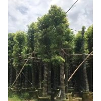 大量供應(yīng)香樟樹綠化苗木農(nóng)戶自家種植直銷