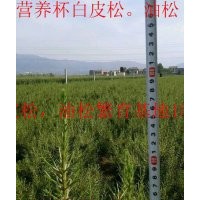 50營養(yǎng)杯白皮松價格，1米營養(yǎng)杯白皮松營養(yǎng)杯白皮松直銷