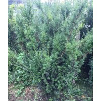 供應(yīng)曼地亞紅豆杉樹、曼地亞紅豆杉小苗、曼地亞紅豆杉樹根