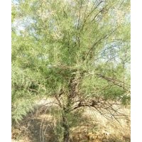 常年供應檉柳；規(guī)格小苗。叢生檉柳；大規(guī)格檉柳2-3-4-5-6--20