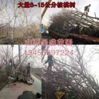 15公分核桃樹價格最新核桃樹報價單