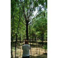 15-20公分國槐