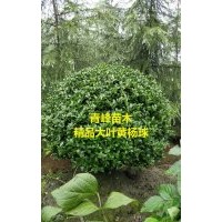 成都大葉黃楊 四川大葉黃楊球，黃楊球種植基地大量批發(fā)