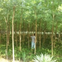 大量供應(yīng)國槐_速生國槐