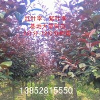 3公分紅葉李價格，3公分紫葉李價格