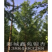 銀杏！銀杏樹??！櫻花！！