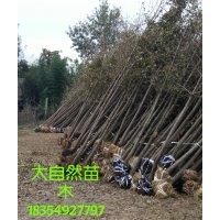 5公分銀杏樹