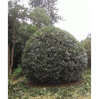 籠子桂花